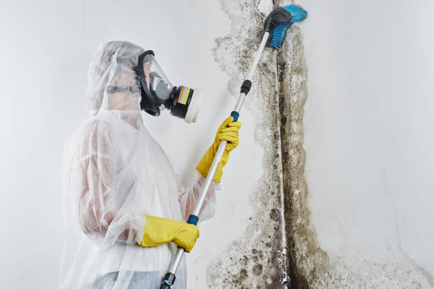 Best HVAC Mold Remediation in Coral Springs, FL