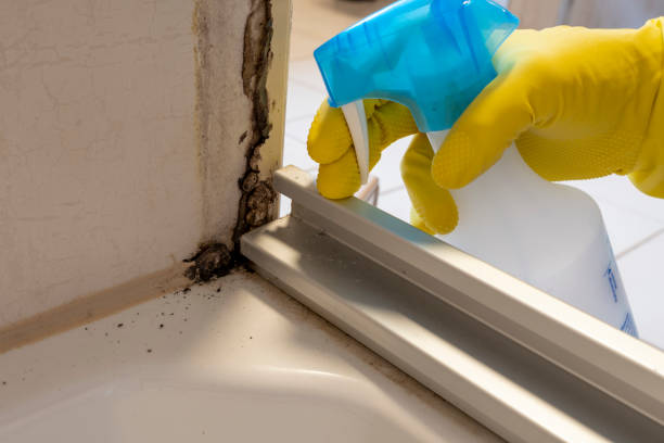 Best Mold Testing and Inspection Services in Coral Springs, FL