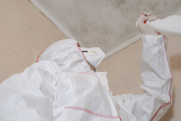 Best White Mold Remediation in Coral Springs, FL