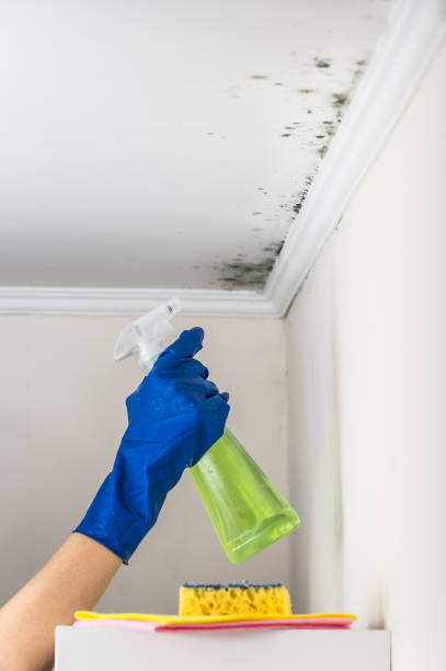 Best Mold Testing and Inspection Services in Coral Springs, FL